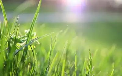 Summer Lawn Care Tips