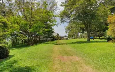 Is your lawn looking brown in places?