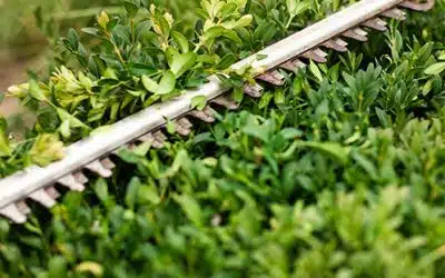 Spring Garden care tips