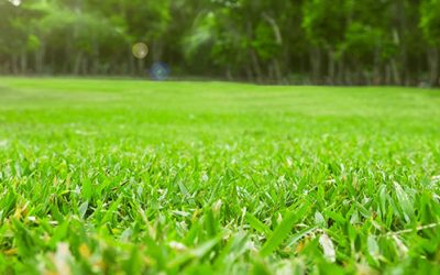 Spring Lawn care tips