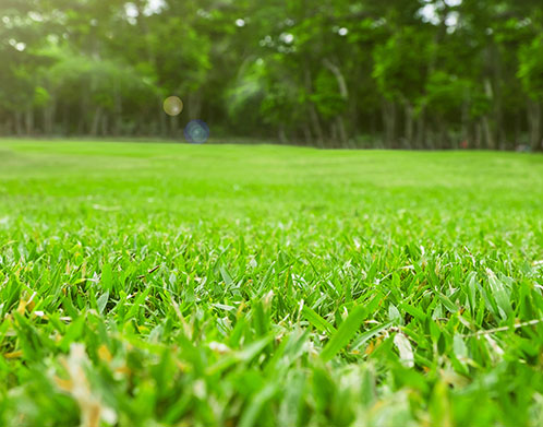 Spring Lawn Care Tips