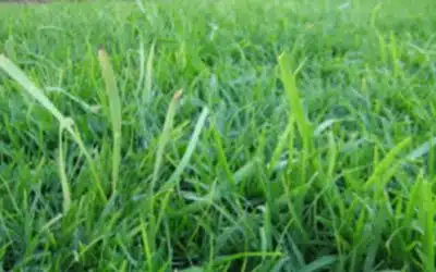 Onion weeds: How to get rid of them