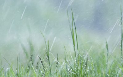 Mowing when wet – should i or shouldn’t i?