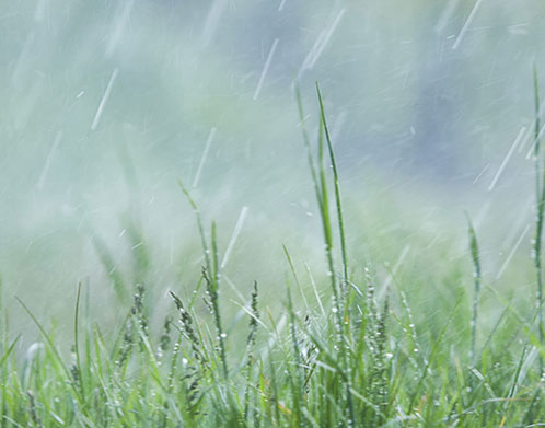 Mowing When Wet – Should I Or Shouldn’T I?