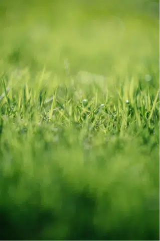 Walker Mowers Green Grass