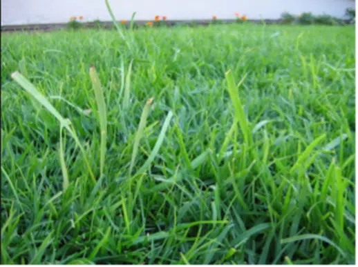 Onion Weed. Photo Courtesy Loveyourlawn.com.au